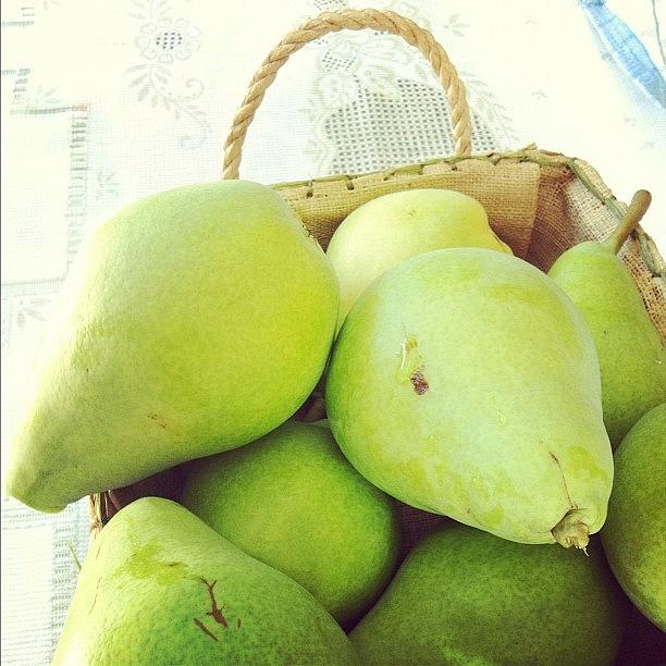 Pears From My Nonnos Tree 👌 Picked Photograph by Jessica Adamo