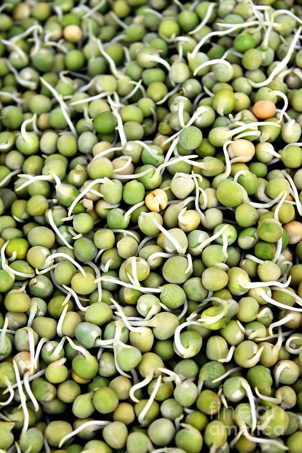 Peas Sprouts Photograph by Henrik Lehnerer