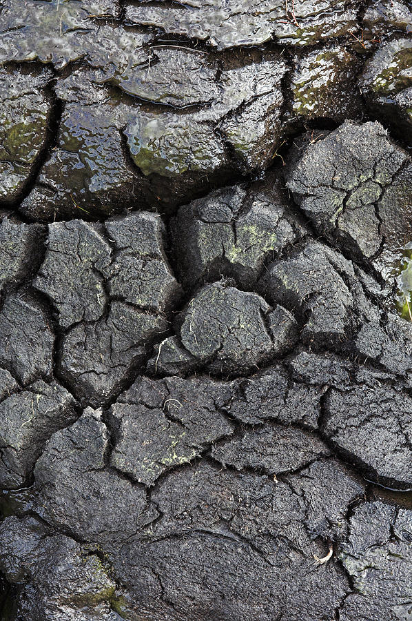 Peat Bog Photograph by Duncan Shaw