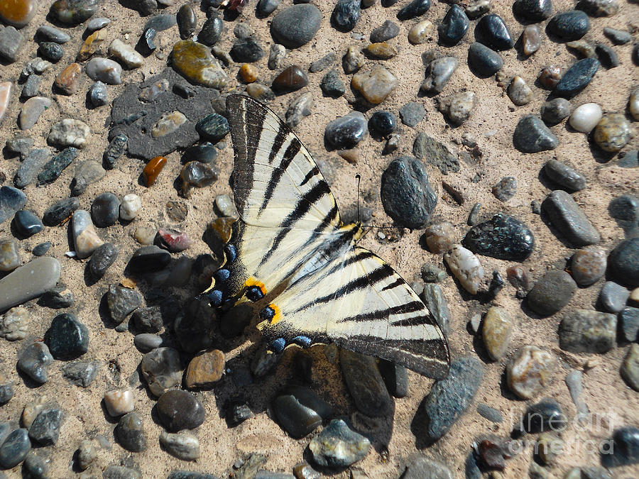 Butterfly Photograph - Pebble Dash Pride by Tinatini Popiashvili
