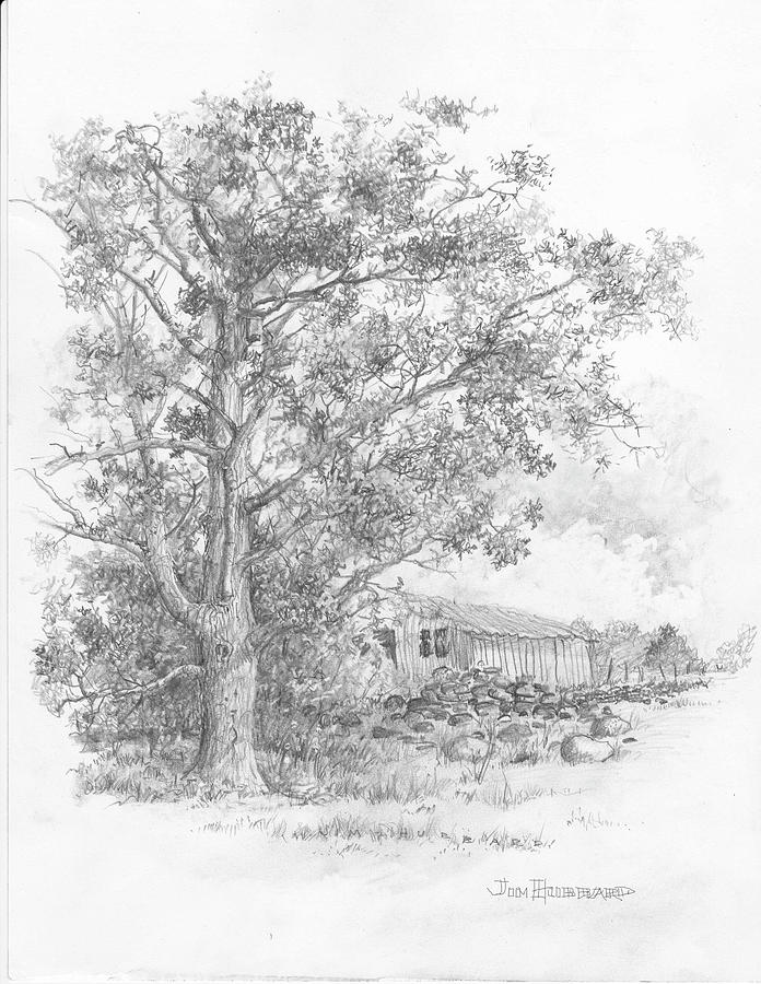 Tree Drawing - Pecan by Jim Hubbard