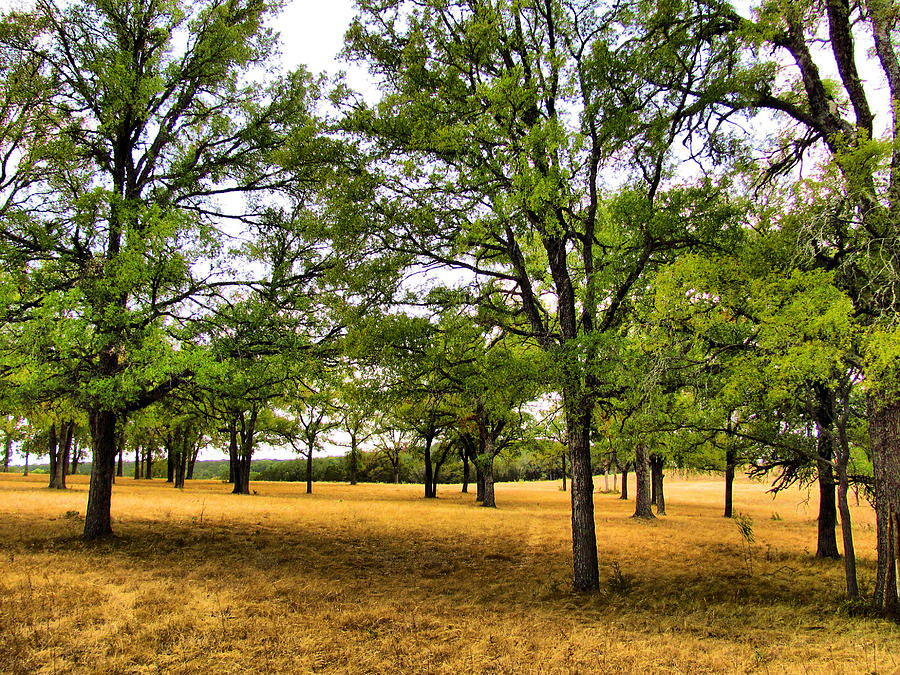 Pecan Orchard Photograph by Dalton Aiken - Fine Art America