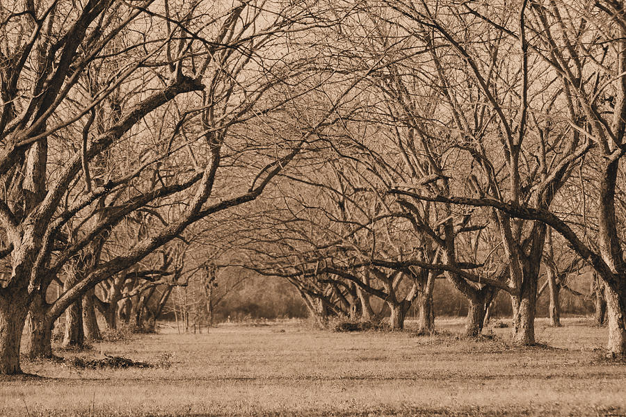 Nature Photograph - Pecan Orchard by Karen Wagner