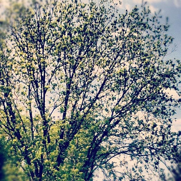 Spring Photograph - Pecan Tree. #tree #outdoors #nature by Emma Holton