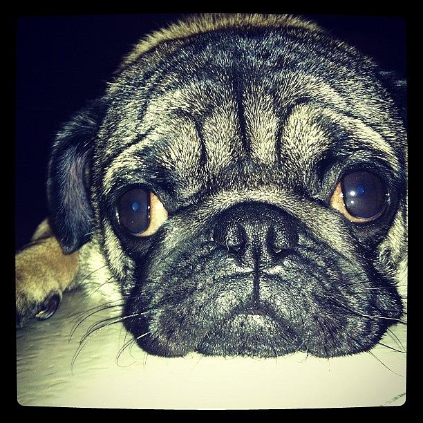 Pug Photograph - Pecu Feels Boring Now by Zachary Voo