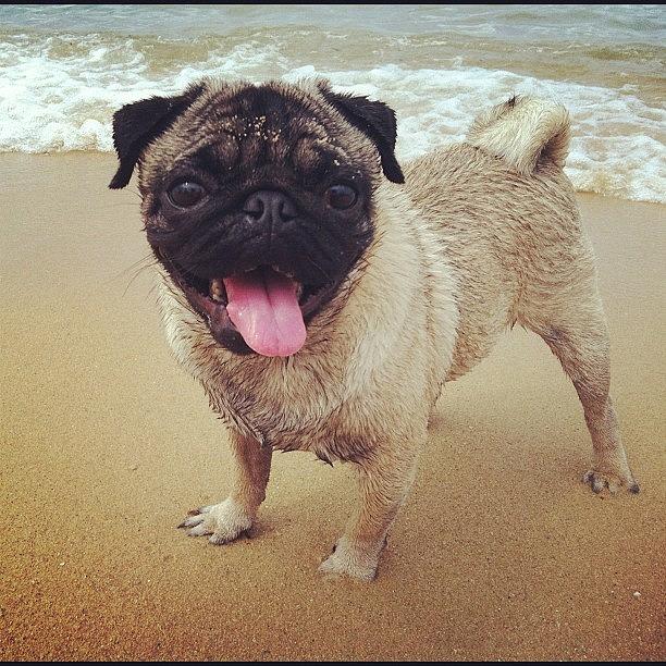 Pug Photograph - Pecu Is Very Happy Now :d by Zachary Voo