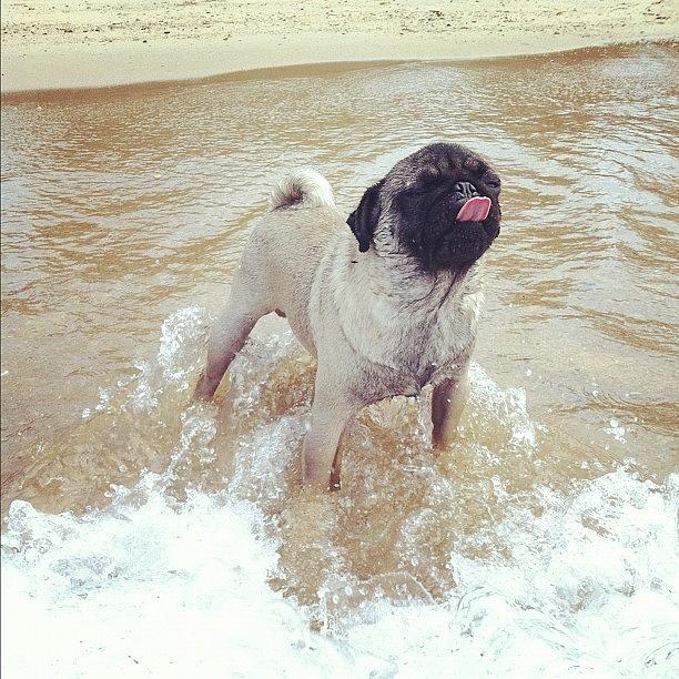 Pug Photograph - Pecu Must Think Why The Water So by Zachary Voo