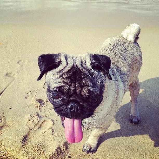 Pug Photograph - Pecu by Zachary Voo