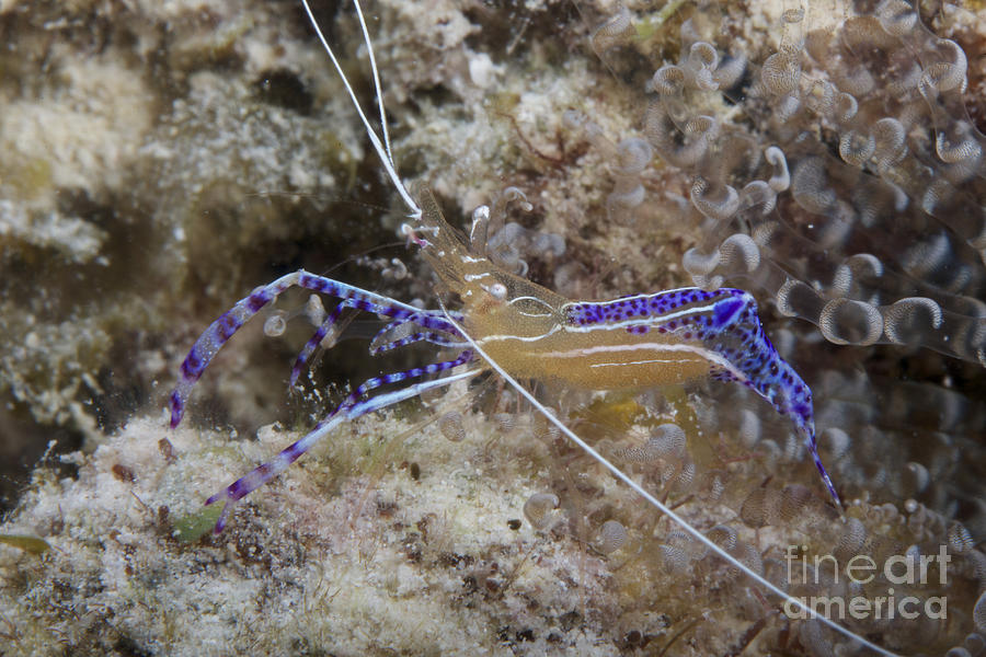 Pederson Shrimp, Bonaire, Caribbean Photograph