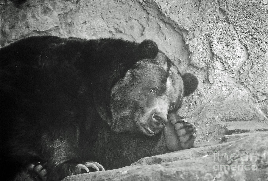 Peek a Bear Photograph by Frank Larkin
