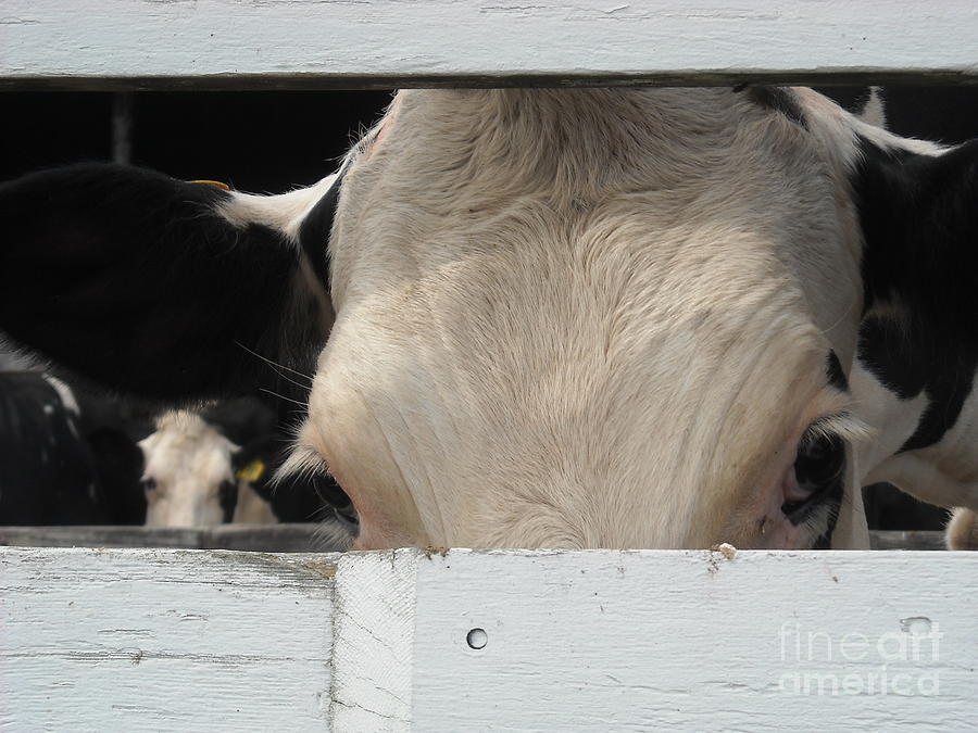 Peek-A-Boo Cow Photograph by Michelle Welles