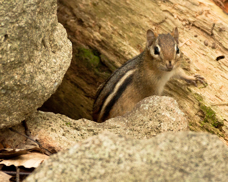Peek a Boo by Frank Pietlock Peek a Boo by Frank Pietlock