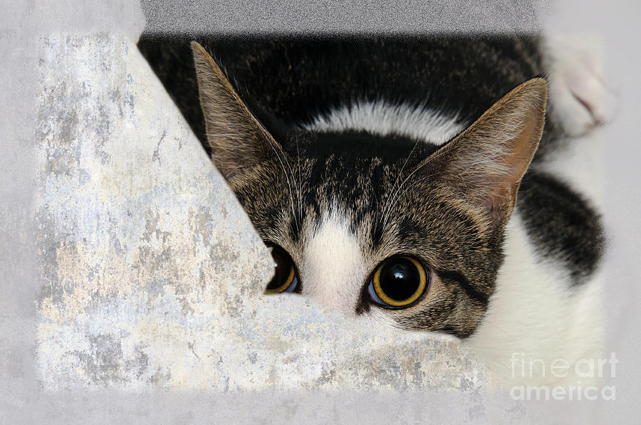 Cat Photograph - Peek A Boo I See You Too by Andee Design