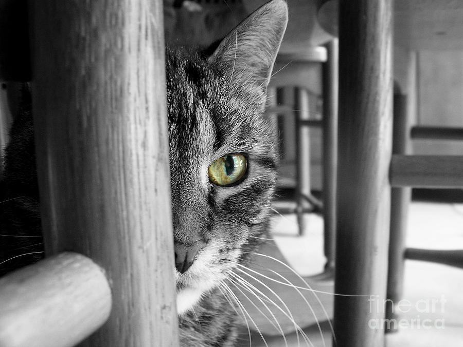 Peek A Boo Kitty Photograph by Sue Stefanowicz