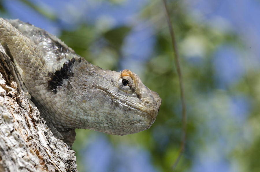 Peek-a-boo Lizard Photograph