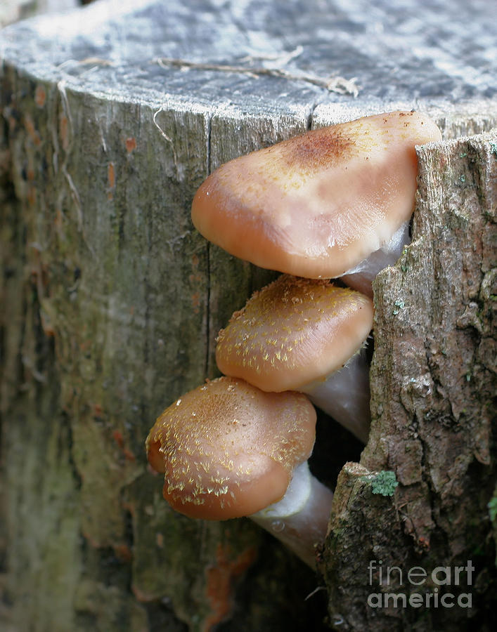 Peek A Boo Mushrooms Photograph by Smilin Eyes Treasures