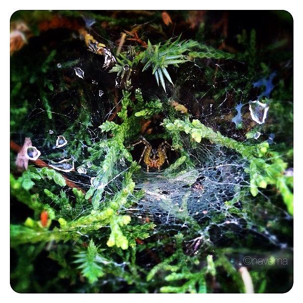 Spider Photograph - Peek-a-boo by Natasha Marco