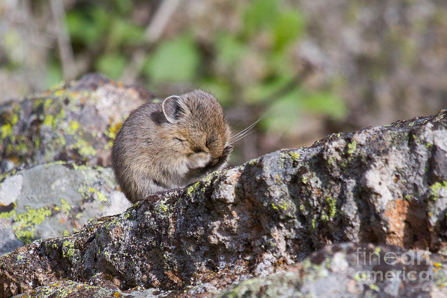 Peek-a-boo Pika Baby Photograph by Katie LaSalle-Lowery