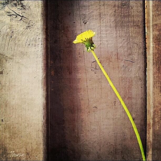 Flowers Still Life Photograph - Peek A Boo. #single #peekaboo #poke by Jess Gowan