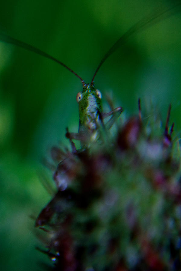 Grasshopper Digital Art - Peek Uh Boo by Kris Napier