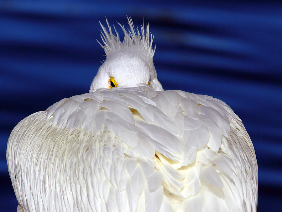 Pelican Photograph - Peekaboo by Andrew McInnes