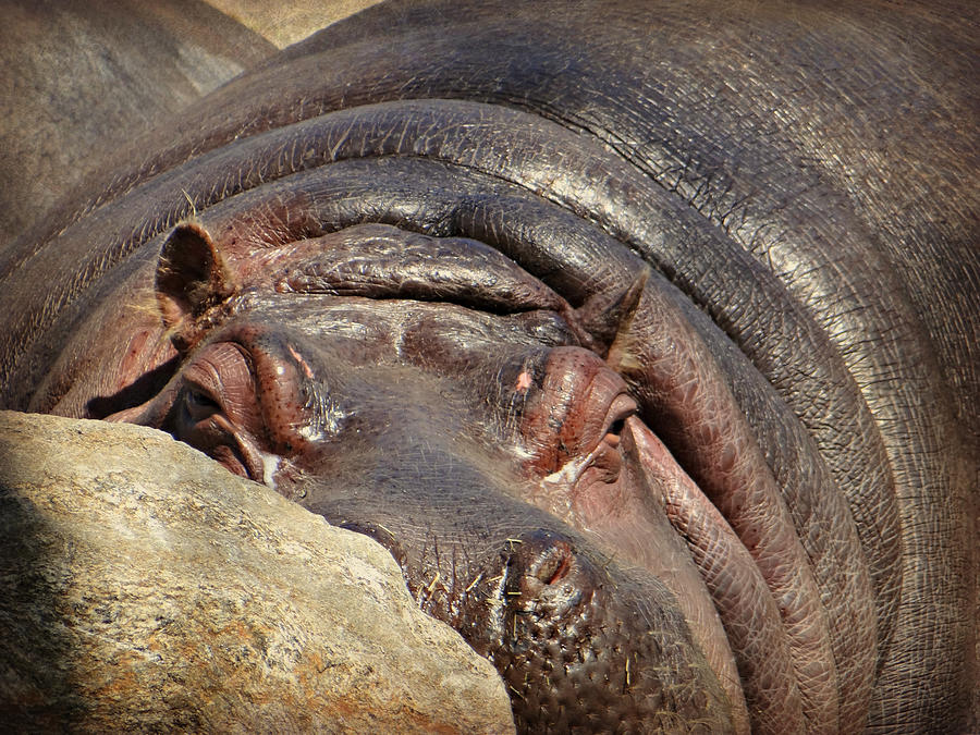 Hippopotamus Photograph - Peekaboo by Dark Whimsy