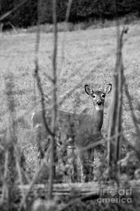 Peekaboo Deer Photograph by Cheryl Baxter