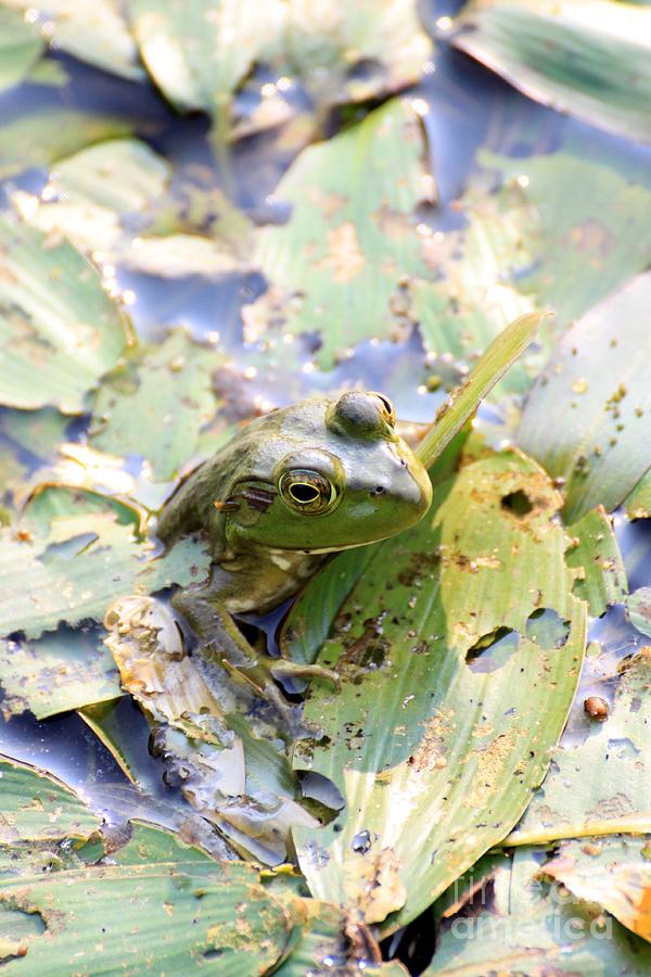 Peekaboo Frog Photograph by Rick Rauzi