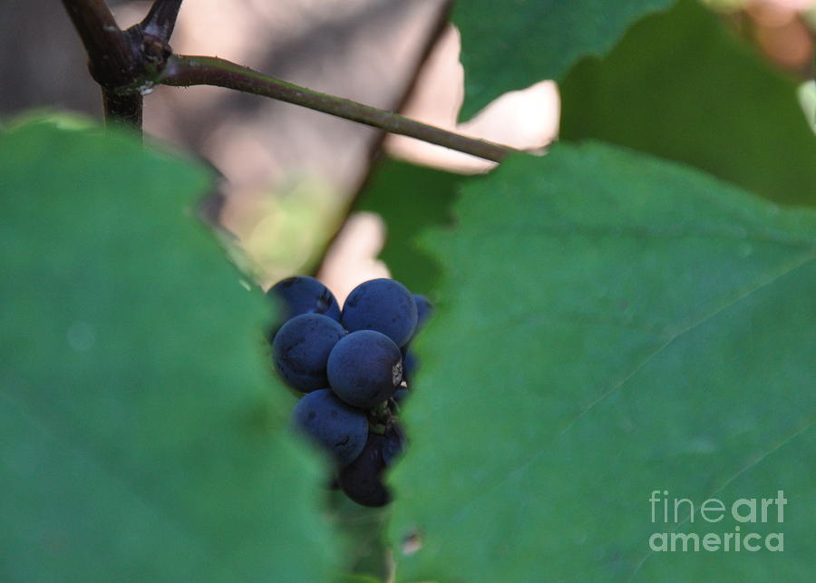 Peekaboo Grapes Photograph by Tatyana Searcy