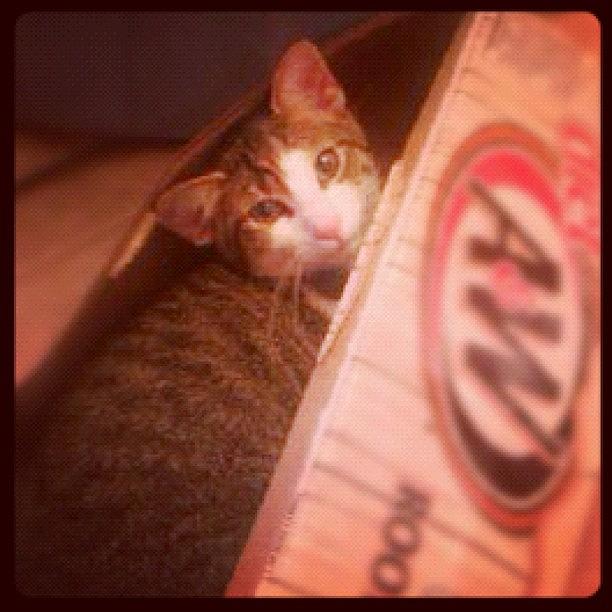 Peekaboo Hiding In A Root Beer Box :) Photograph by Zoe Sutter