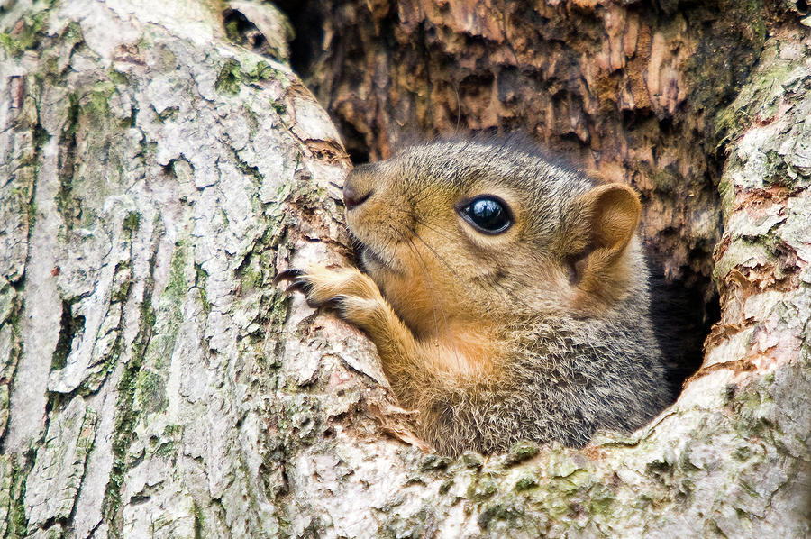 Peekaboo Squirrel Photograph by Steve Stuller