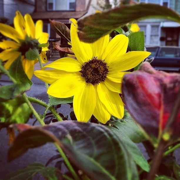 Sunflower Photograph - Peekaboo Sunshine☺🌻 #sun by Claudia Gordon