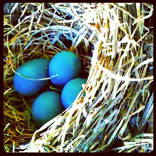 Instagram Photograph - Peeked In The Nest Again. #android by Marianne Dow