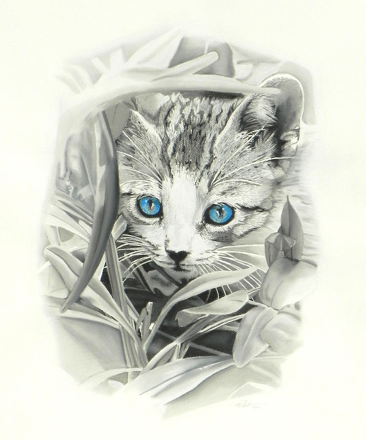 Black And White Painting - Peeking Kitten by Paul Miners