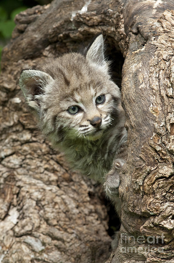 Wildlife Photograph - Peeking Out - Bobcat Kitten by Sandra Bronstein