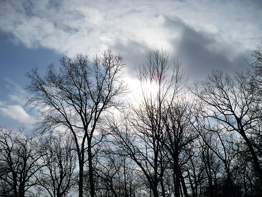 Peeking Sun Through the Branches Photograph by Corinne Elizabeth Cowherd