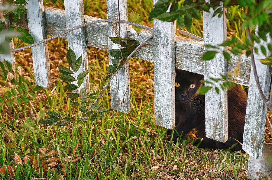 Unique Photograph - Peeking though the Fence by Jeanne  Woods