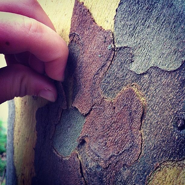 Tree Photograph - Peeling #bark From The #tree In The by Sydney Thibault