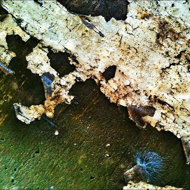 Chicago Photograph - Peeling Paint #1. #grunge #delapidation by James Roach