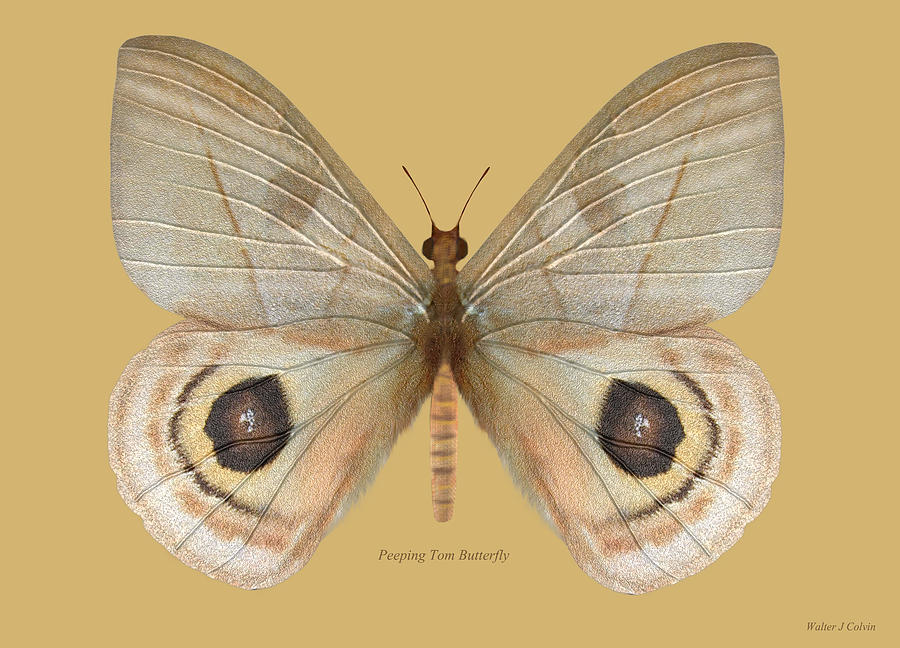Peeping Tom Butterfly Digital Art by Walter Colvin