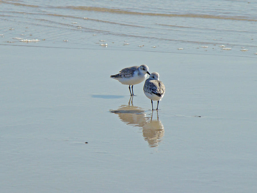 Bird Photograph - Peeps at the Beach #3 by Carol Senske