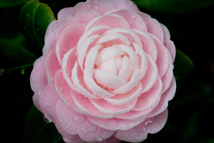 Pefectly Pink Camellia X100 Photograph by Rich Franco