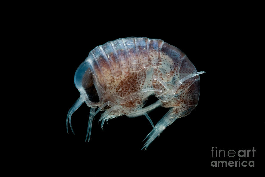 Pelagic Amphipod Photograph by Dant Fenolio