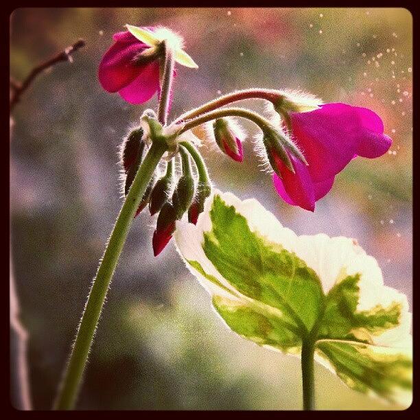 Flower Photograph - #pelargonium #pink #flower #floral by Linandara Linandara