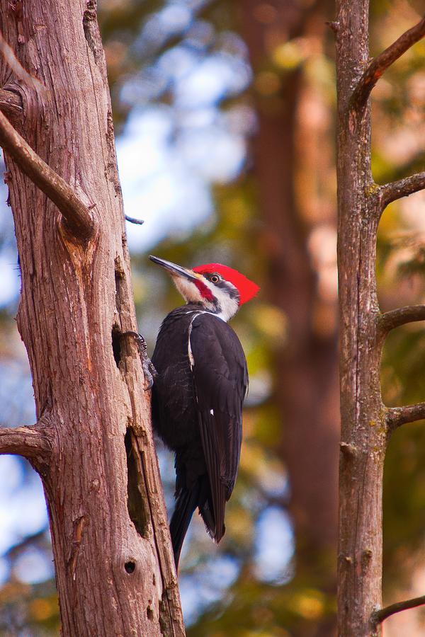 Peliated woodpecker Photograph by Josef Pittner