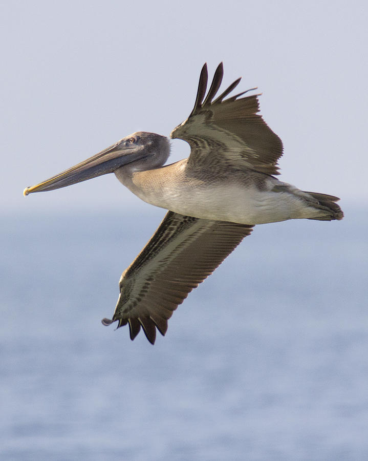 Pelican Photograph - Pelican by Alan Raasch