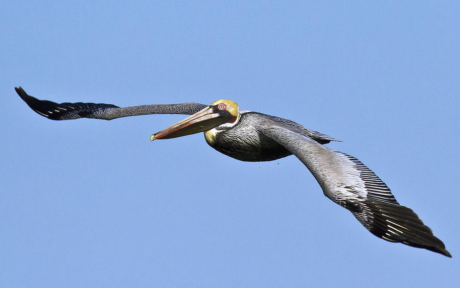 Pelican Aloft Photograph by George Cathcart - Fine Art America