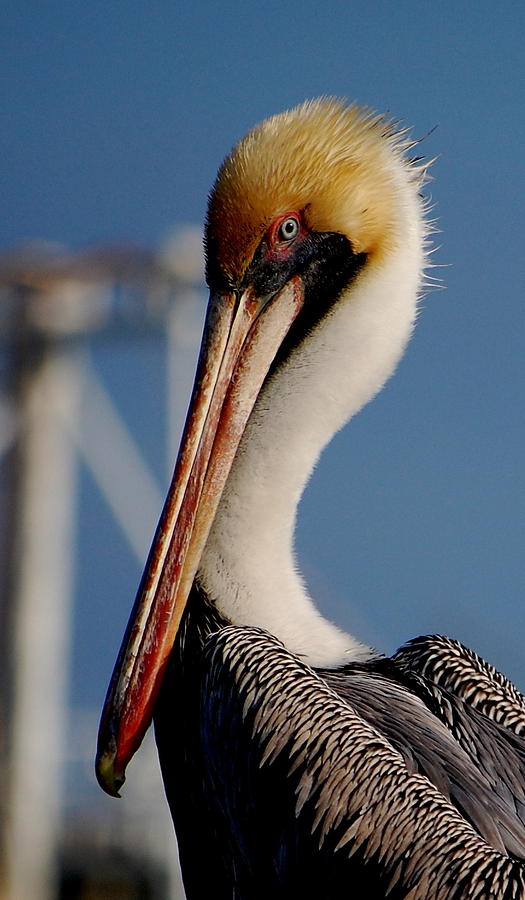Pelican Photograph - Pelican by Ama Arnesen