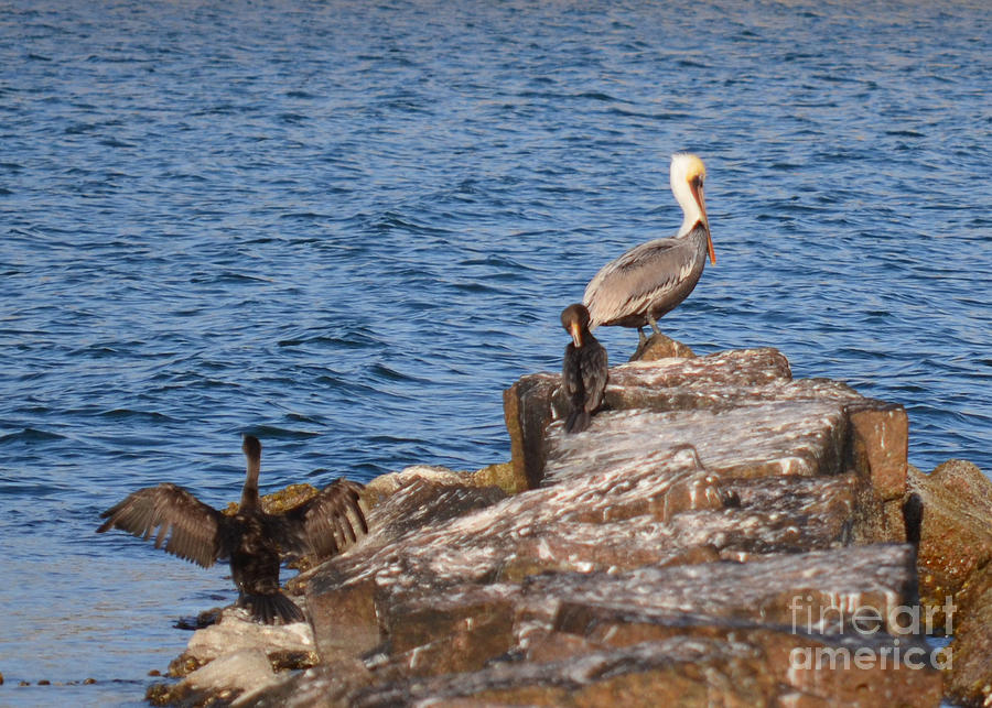 Pelican And Cormorants Photograph by Donna Brown