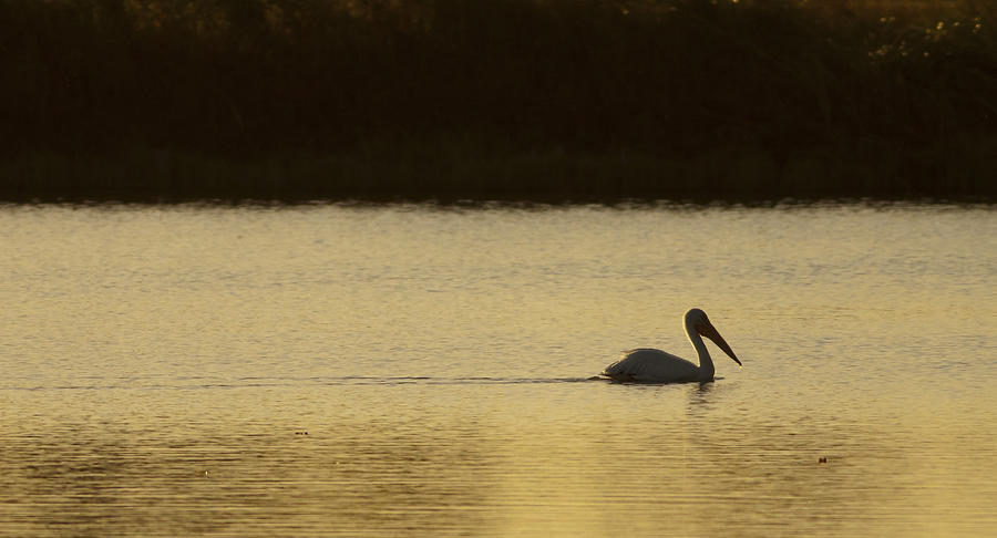 Pelican at Dusk Photograph by Pam  Holdsworth